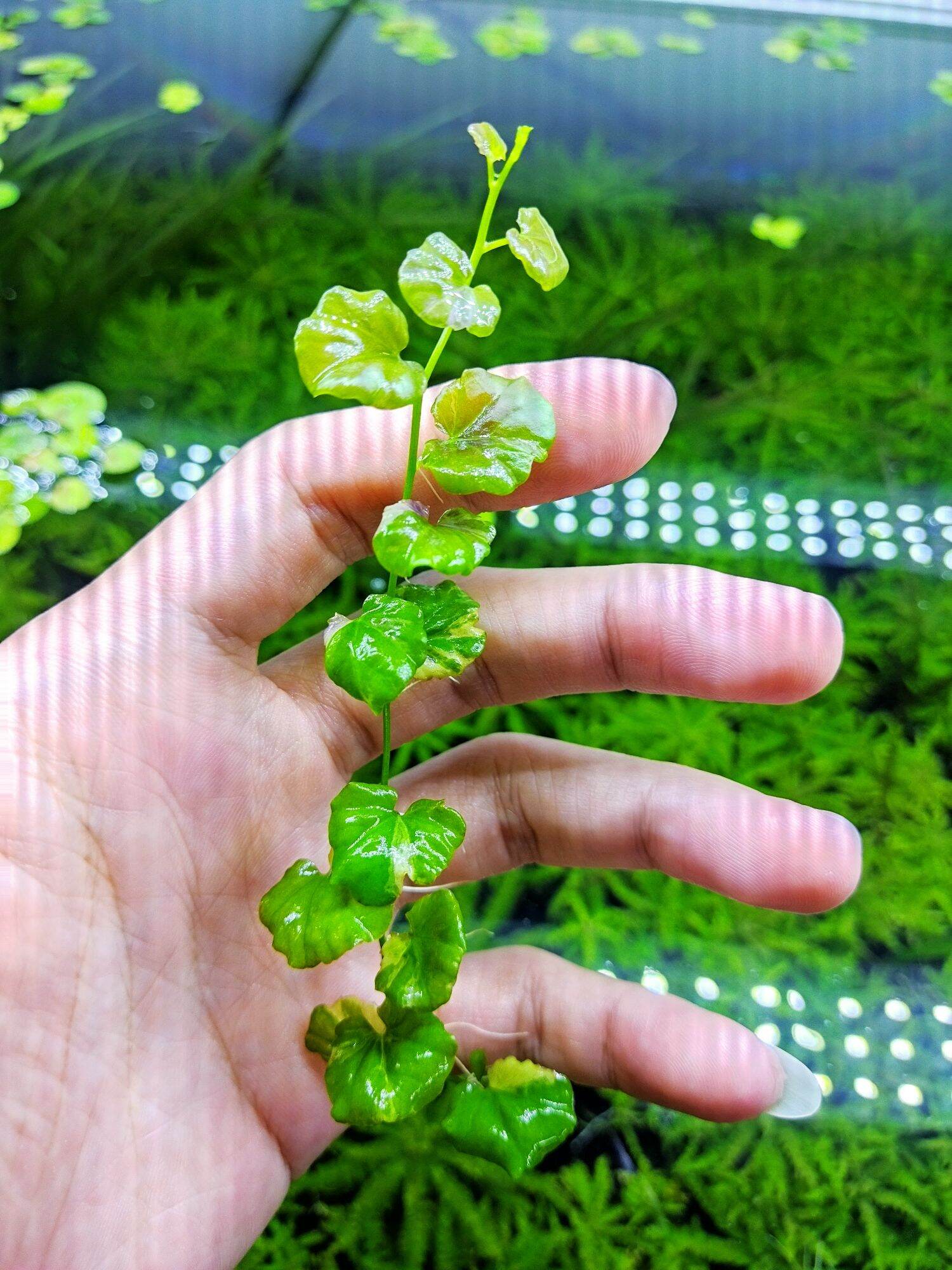 1 cây rau má Var đột biến
