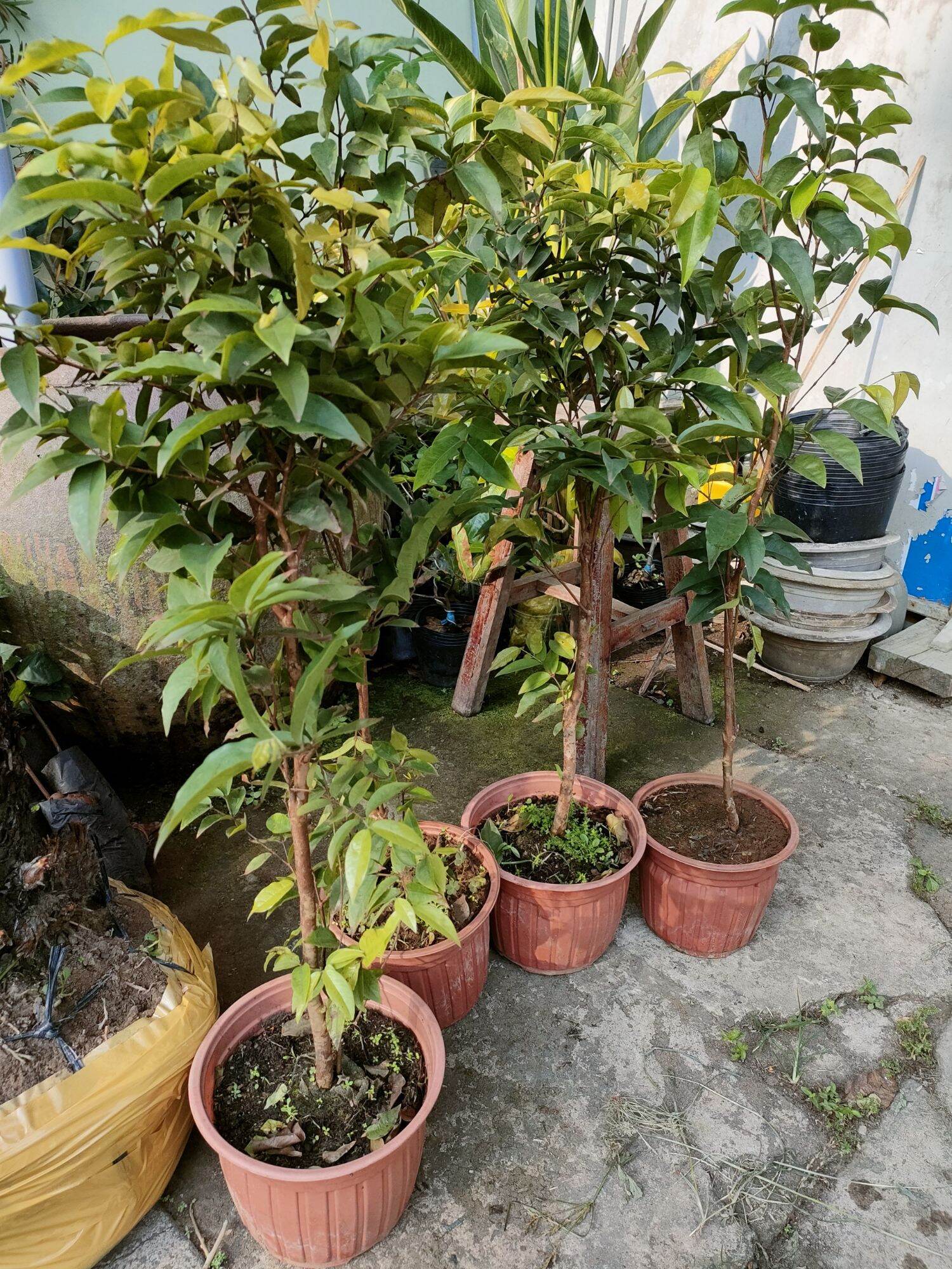 Cây nho thân gỗ giống