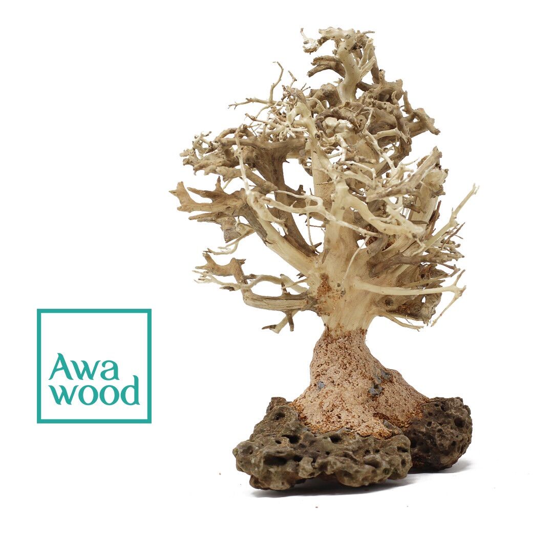 Lũa bonsai tự nhiên cao 10cm