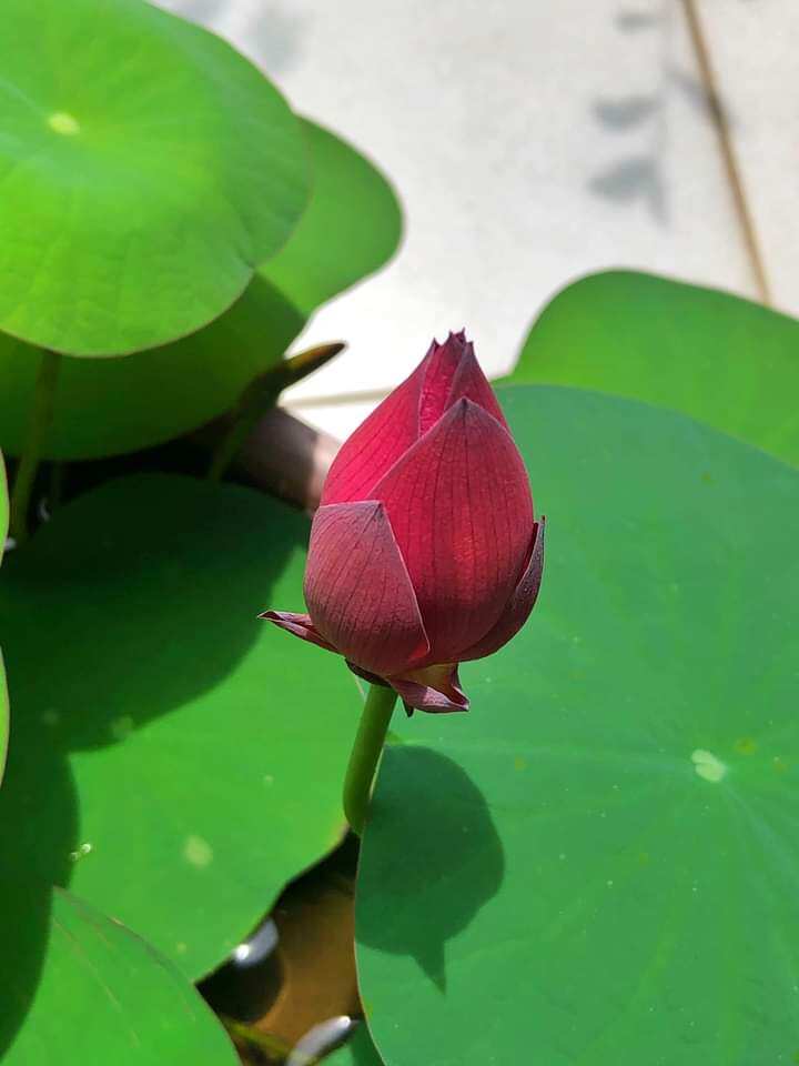 củ giống sen đỏ drop