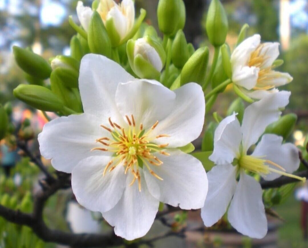Cây Mai Trắng - Bạch Mai (cây giống)