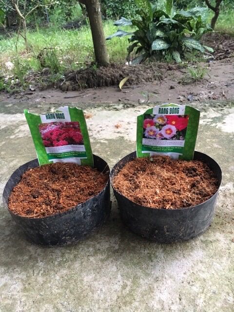 Mụn xơ dừa trồng cây, trồng hoa, ươm cây
