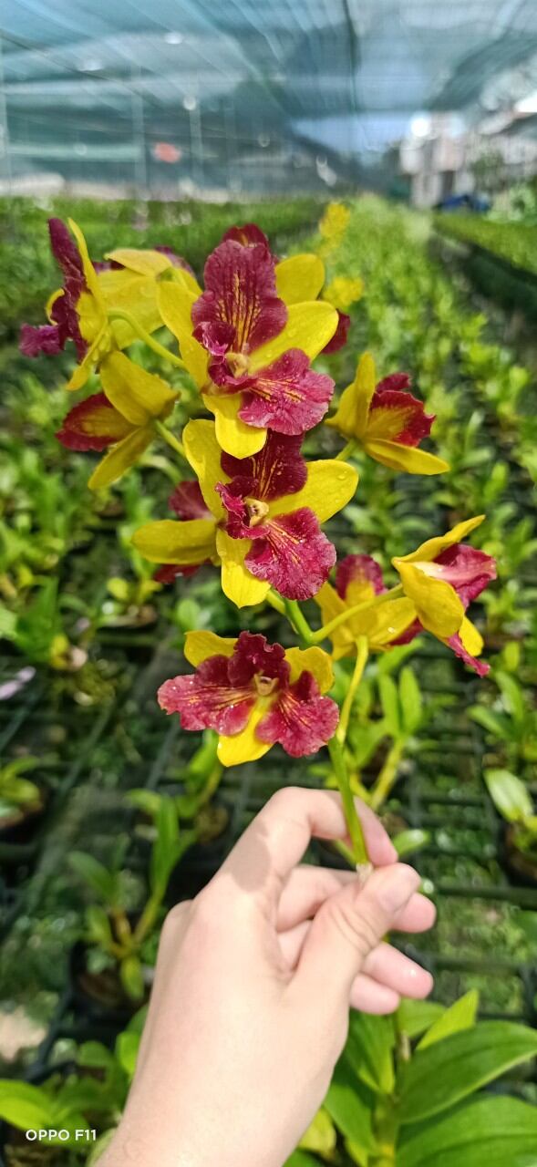 Hoa lan Denro nắng 3 vàng 3 đỏ hoa thơm