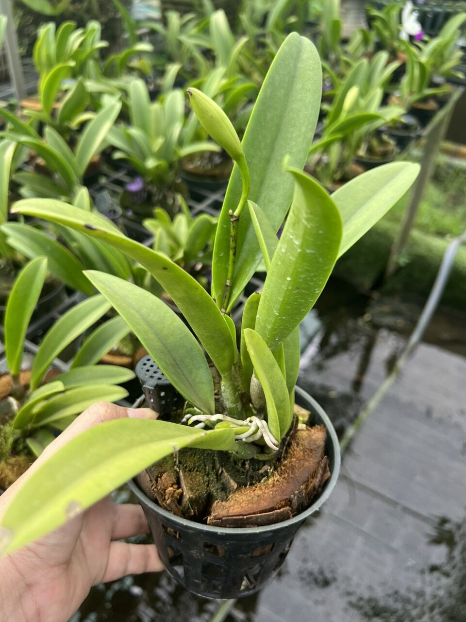 Hoa Lan Brass Hawaii thơm đang nụ đẹp