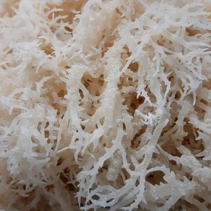 100Gr Rong Sụn Khô/Rong Biển Khô