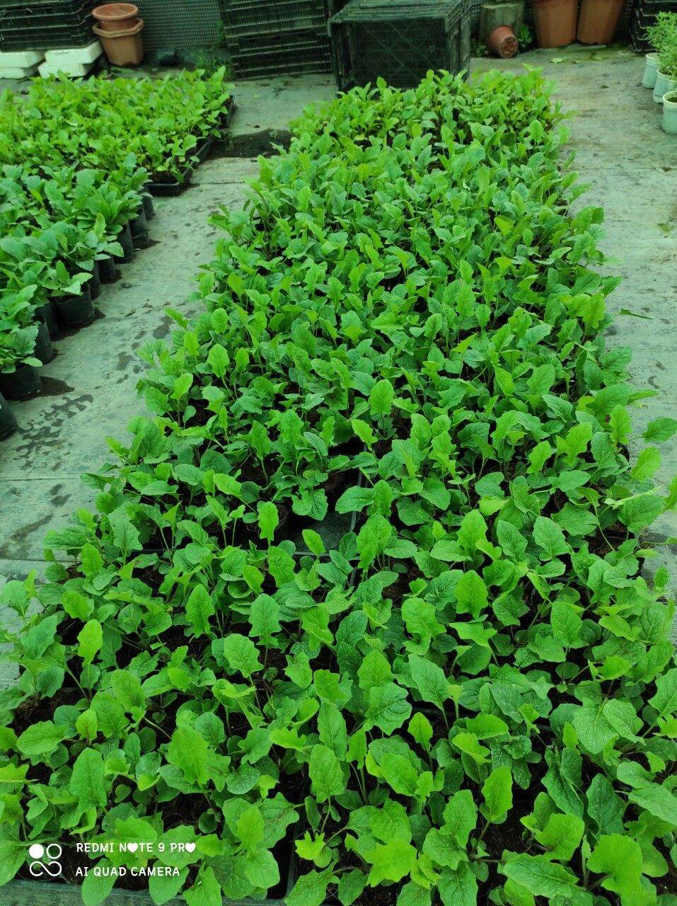 Combo 10 bầu nhỡ đồng tiền cao