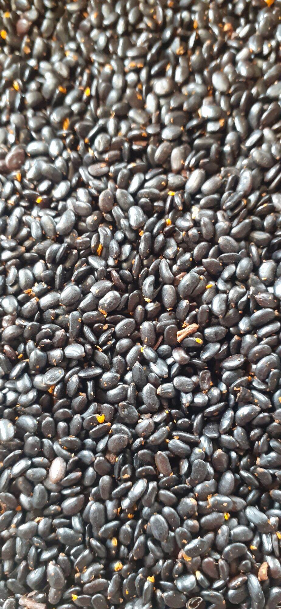 100 gram hạt keo tai tượng giống