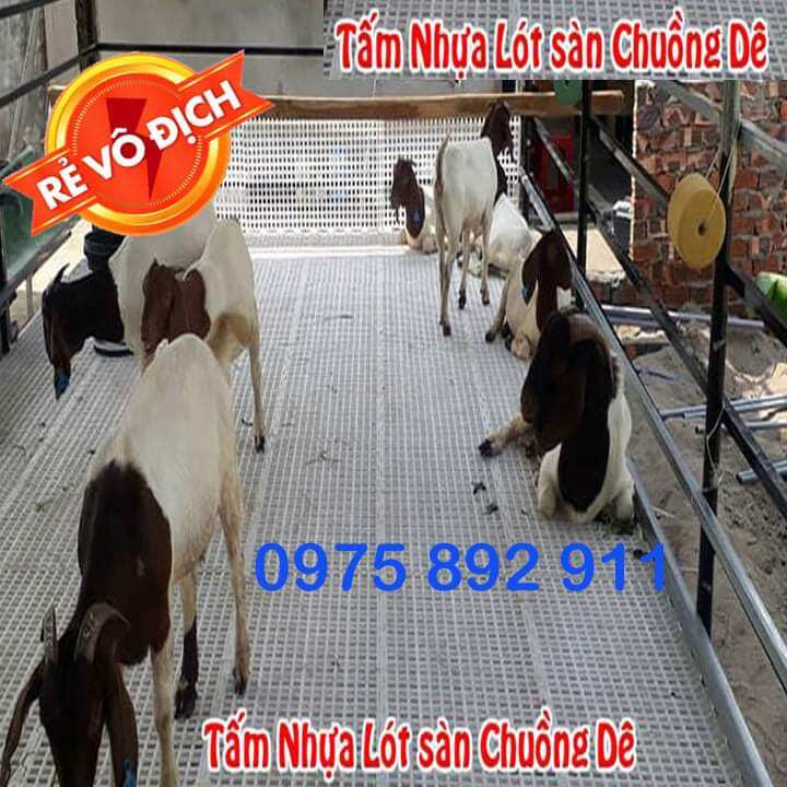 Sàn nuôi dê , chó , nhựa nguyên sinh 1mx50cm
