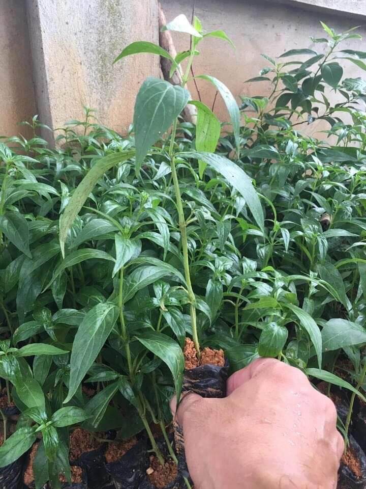 Cây giống Xuyên Tâm Liên
