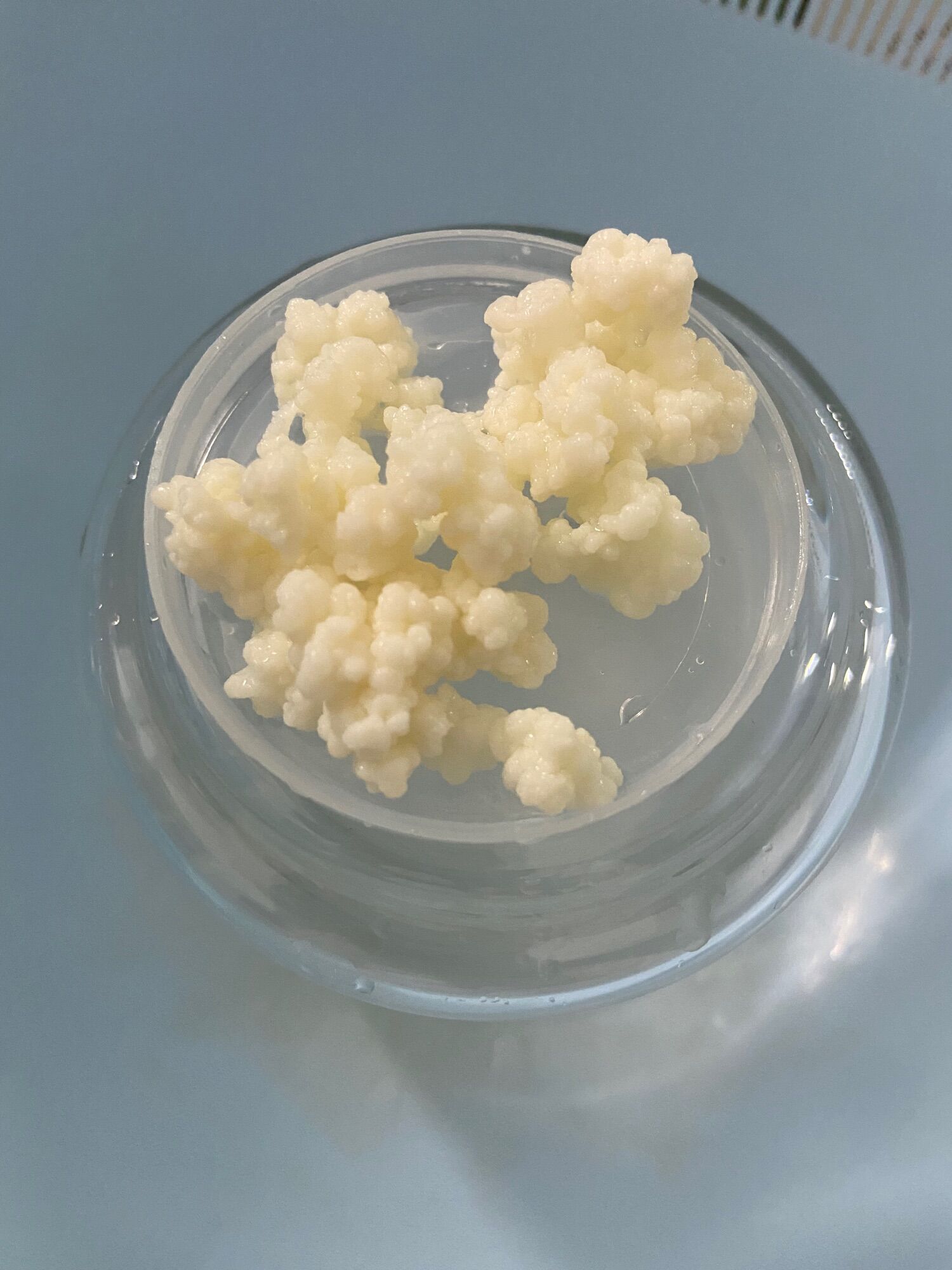 Men nấm Kefir