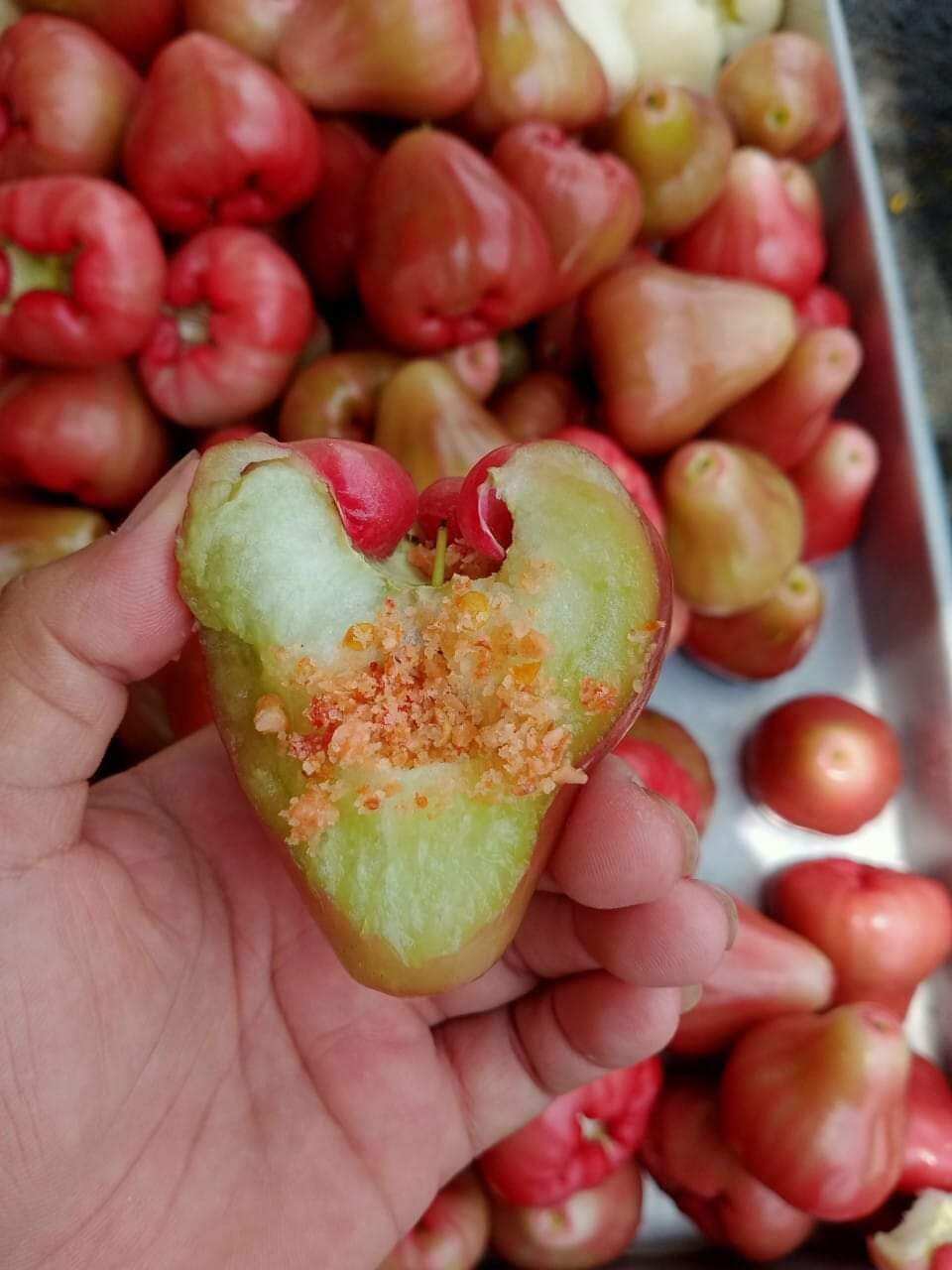 Cây giống mận ấn độ chuẩn giống