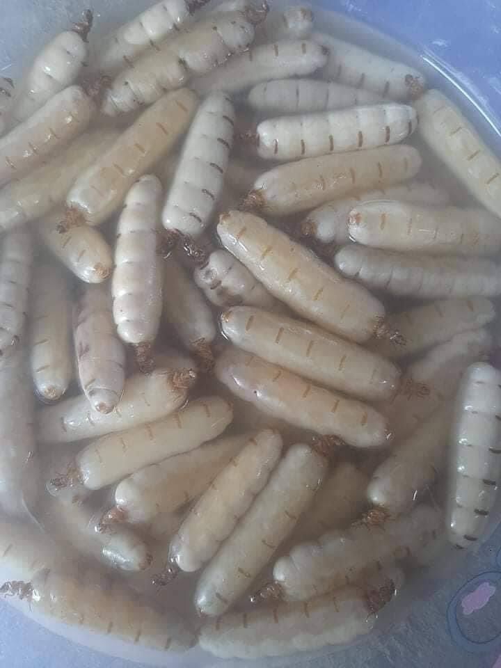 1 CON MỐI CHÚA SIZE ĐẠI NGÂM RƯỢU