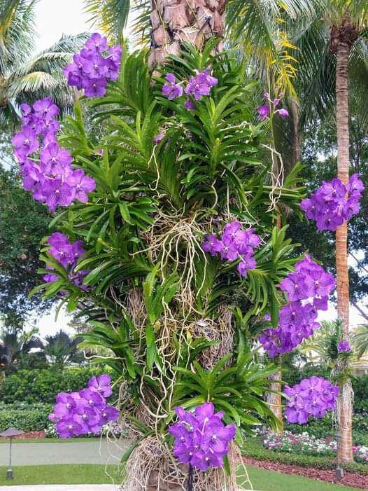 Hoa lan vanda trưởng thành màu sổ số