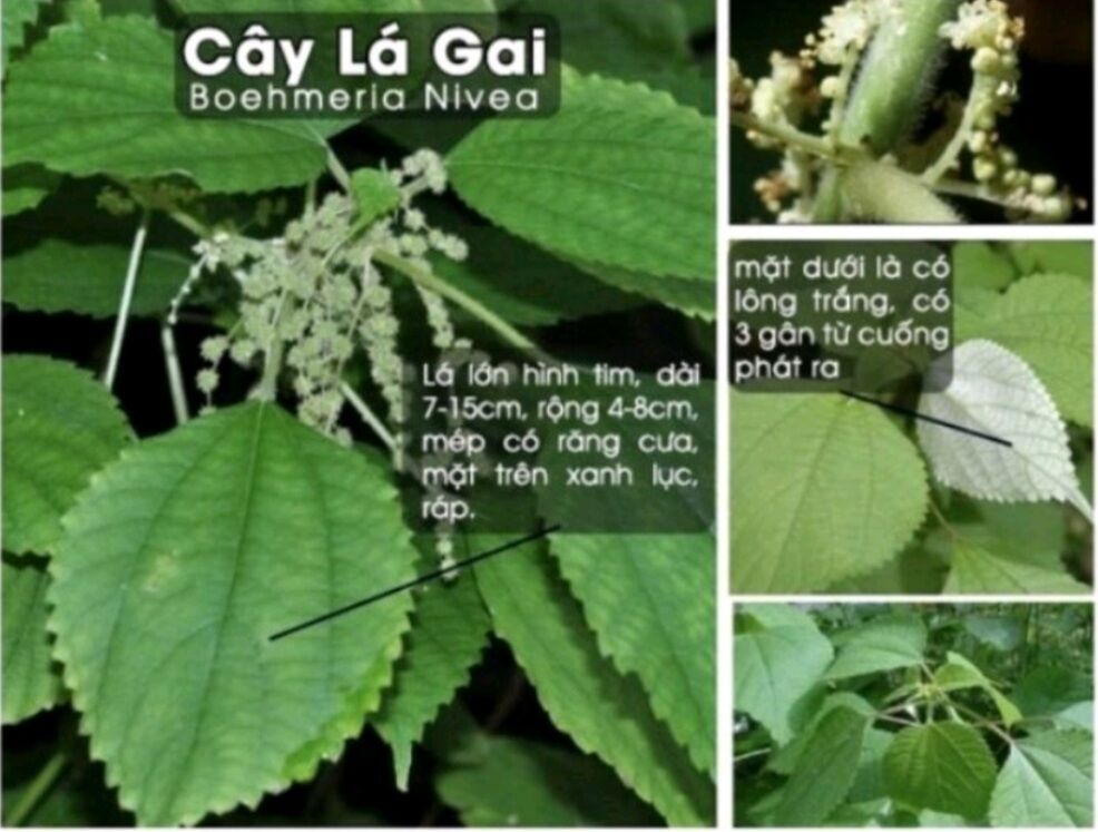 Bột Lá Gai Nguyên Chất 100% / gói 500g