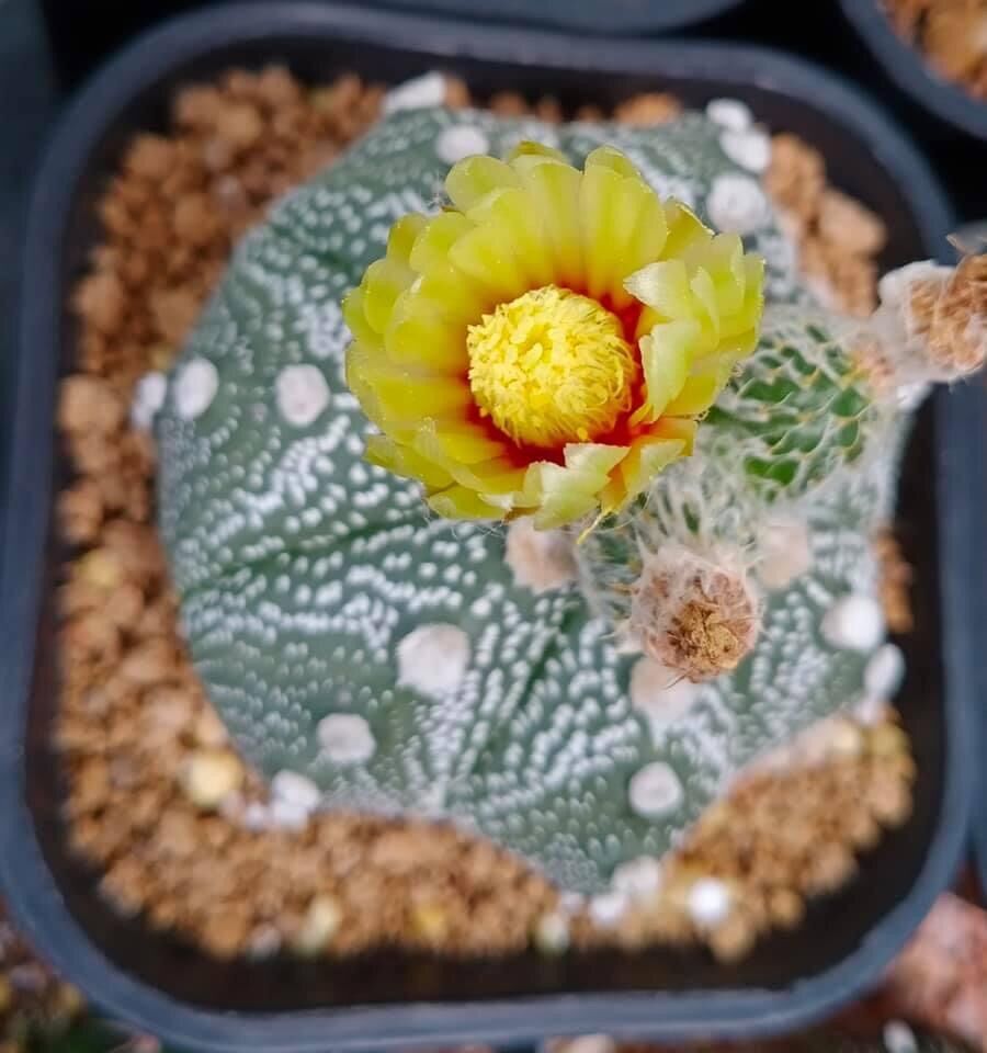 Xương rồng Aster hàng hạt size 5-8cm đang nụ