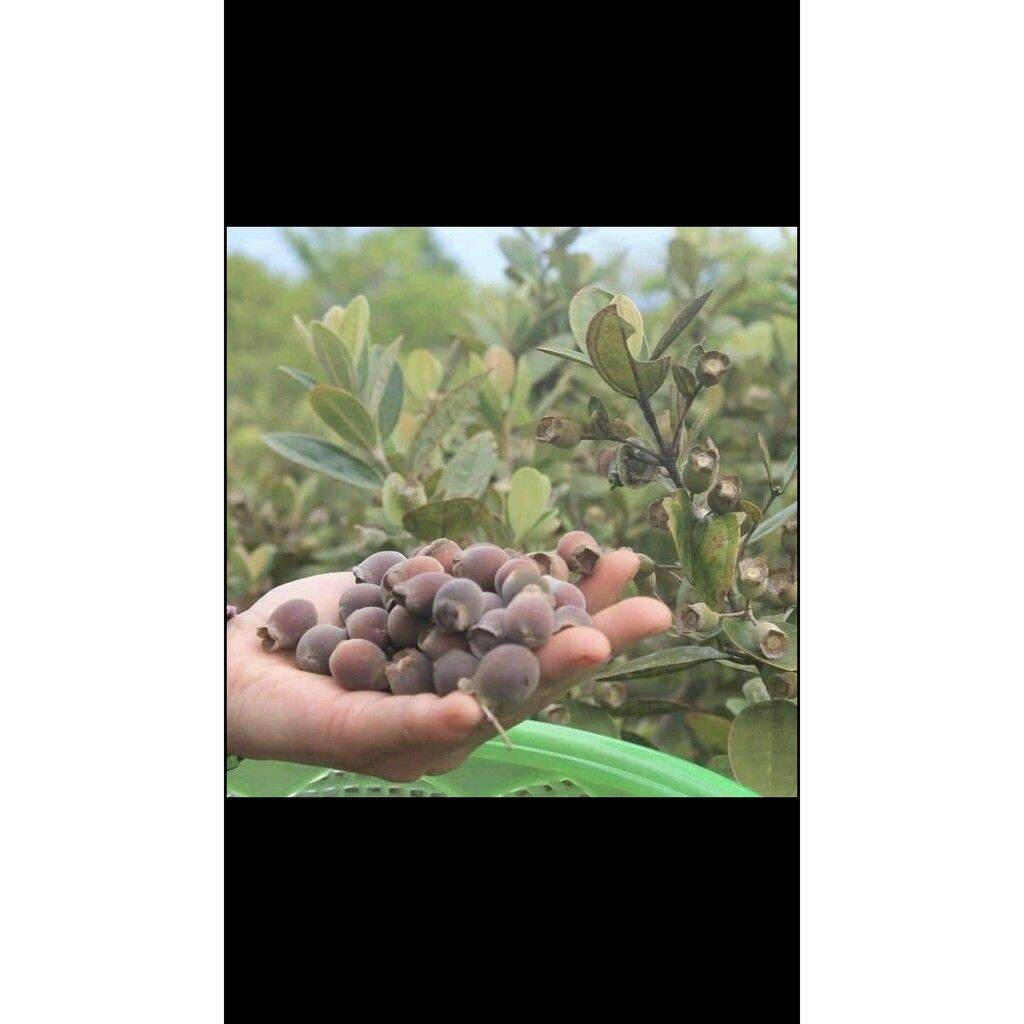 1kg quả sim rừng khô chuẩn