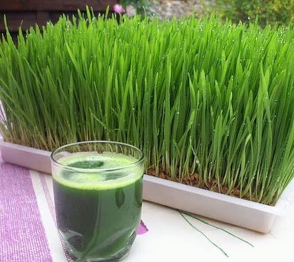 Hạt giống cỏ lúa mì 1kg