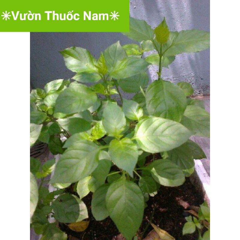 1 bầu cây rau ngót nhật làm giống