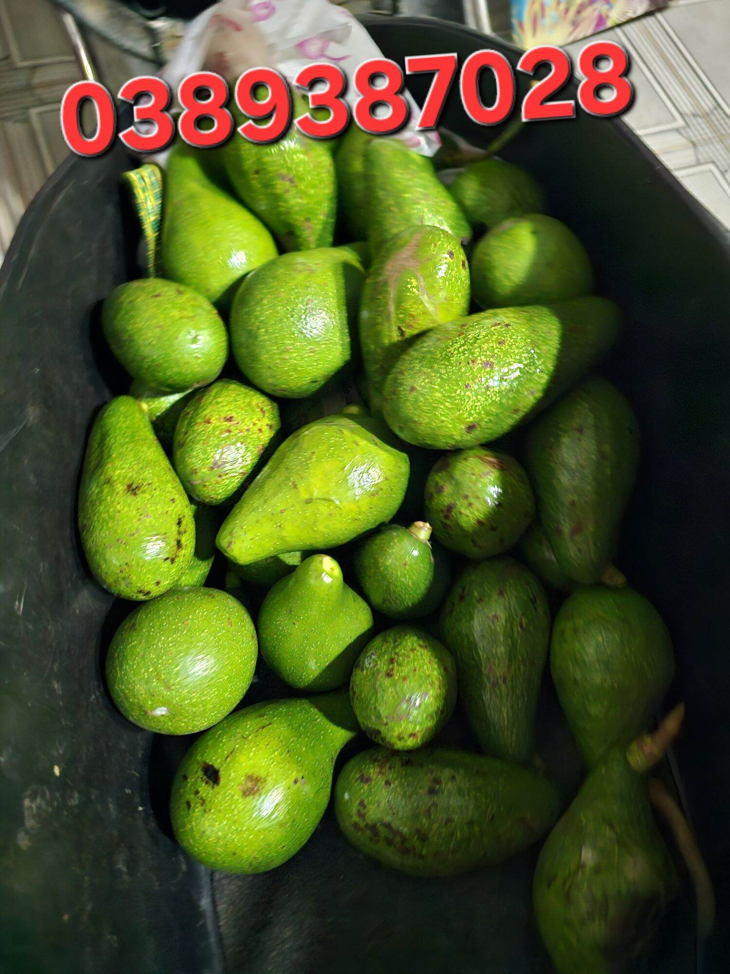 trái bơ trái mùa 2024,1kg