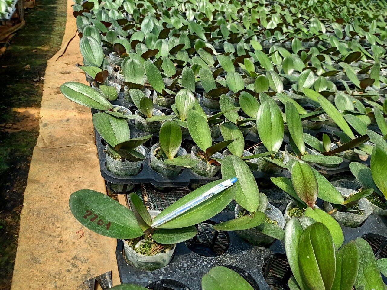 Lan hồ điệp cốc 2.5 màu ớt đỏ