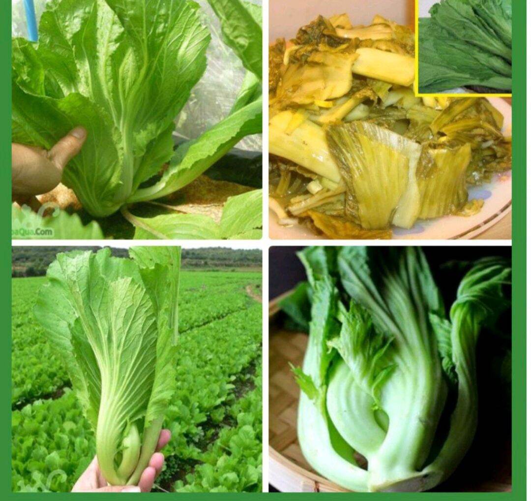 Gói 20g Hạt Giống Cải Bẹ Dưa