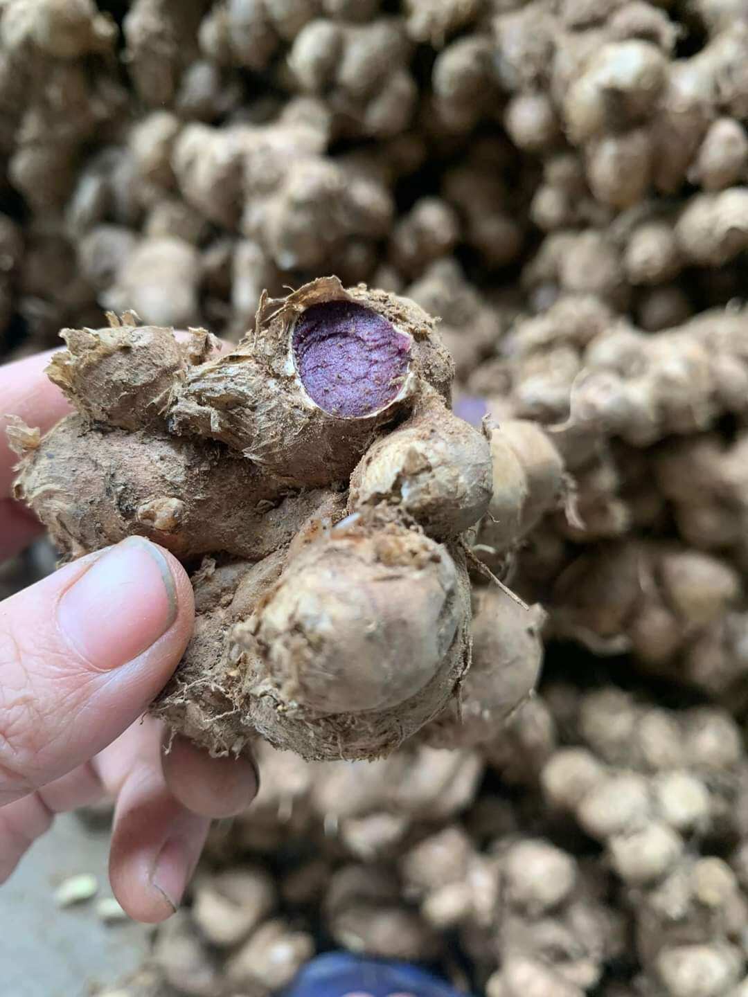 1kg GỪNG ĐEN( ĐÀO NÚI)