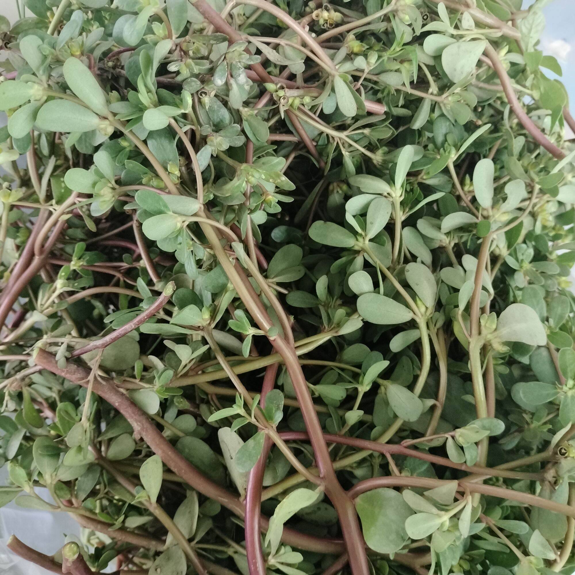 Rau sam tươi mọc tự nhiên 1kg