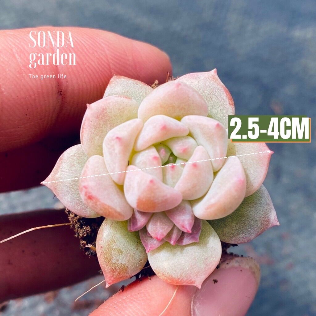 SEN ĐÁ DÙ HỒNG SIZE MINI SIÊU KHỎE ĐẸP LỖI 1 ĐỔI 1