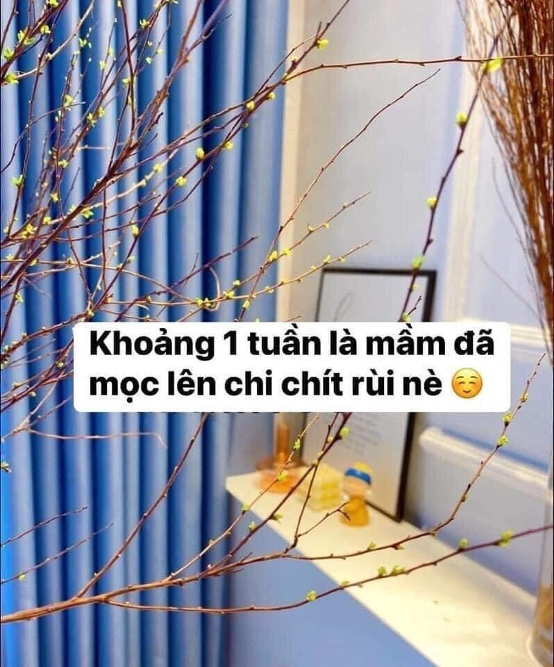 Combo 1 bó 10 cành tuyết mai đang nụ ( hoa chơi 5 tuần)