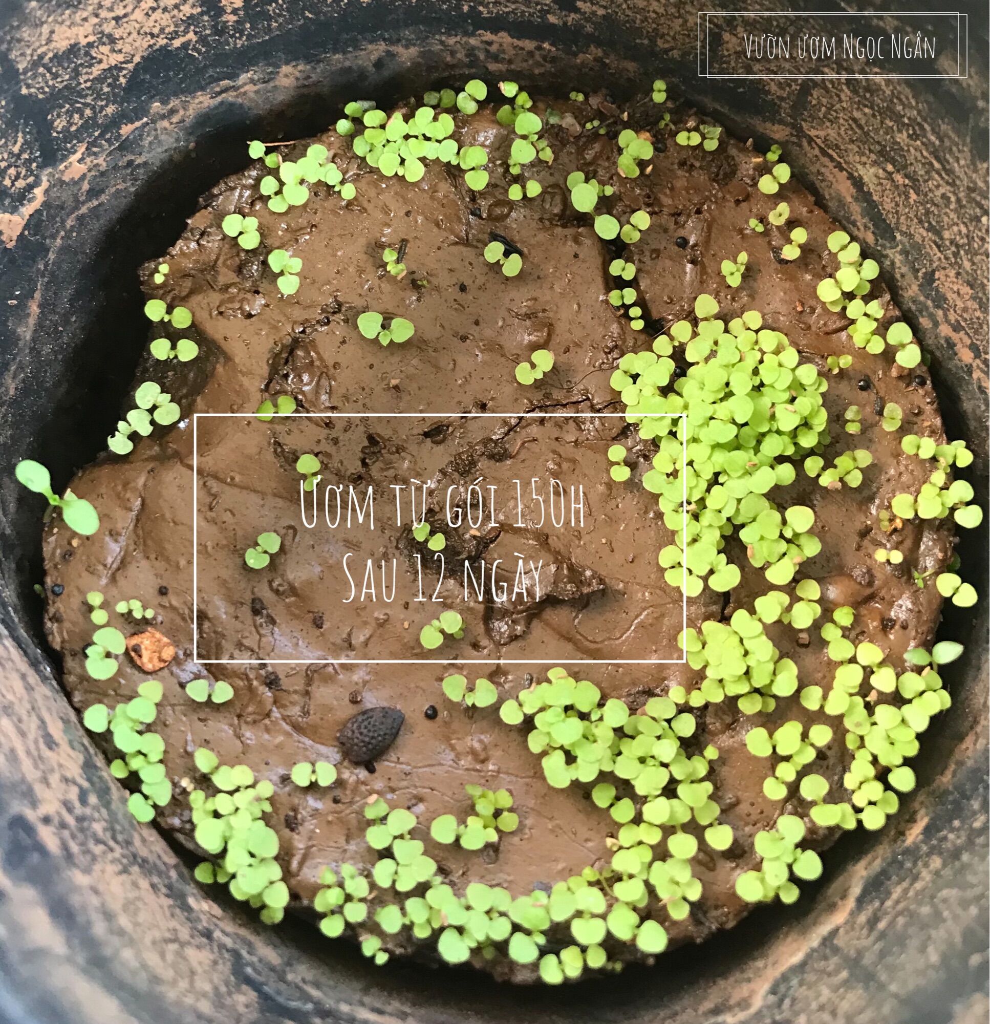500 Hạt giống cây cải trời