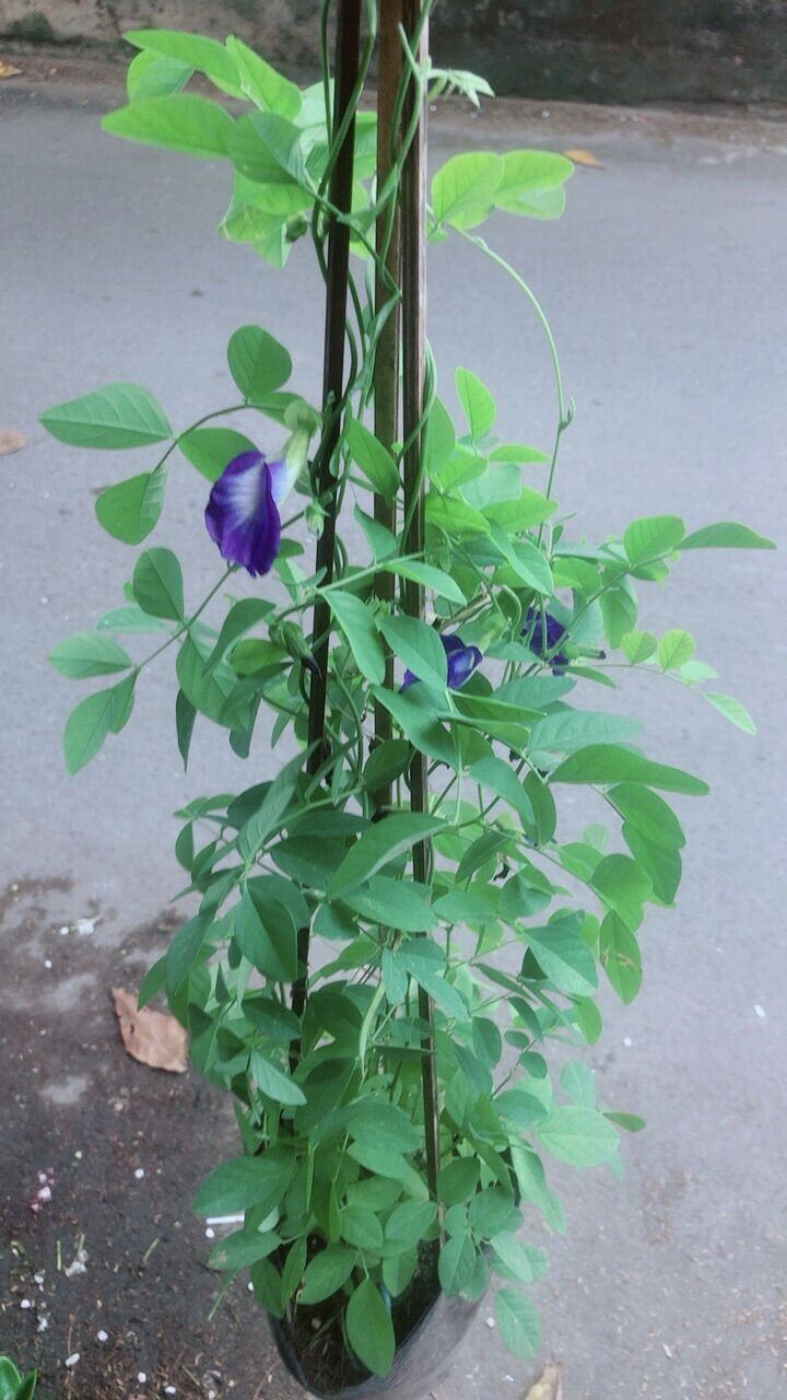 Cây Hoa Đậu Biếc
