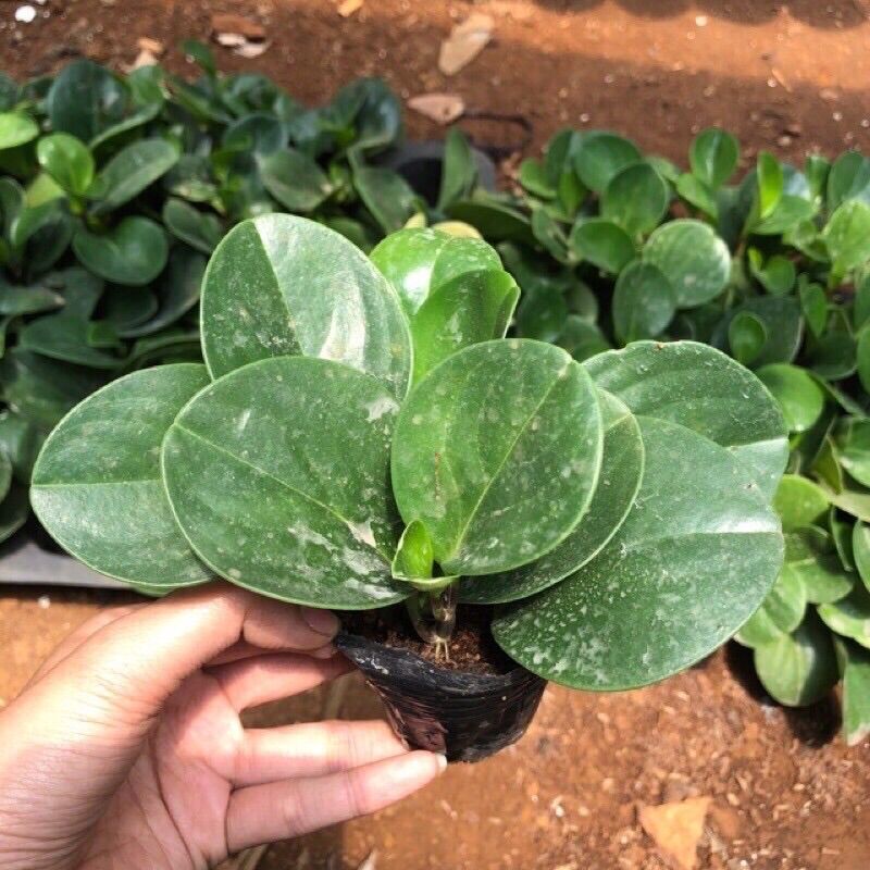 Cây trường sinh xanh để bàn