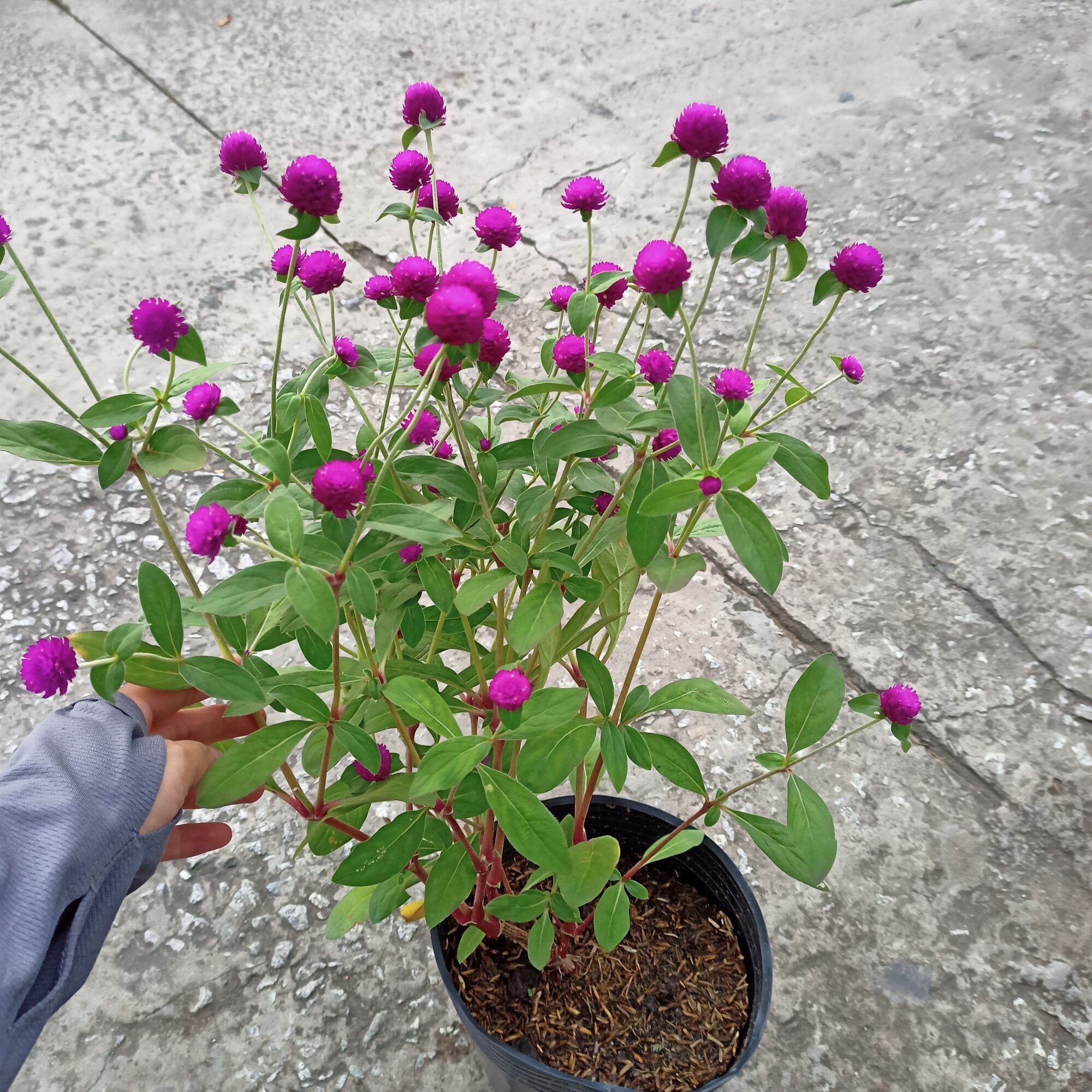 Chậu cây cúc bách nhật tím
