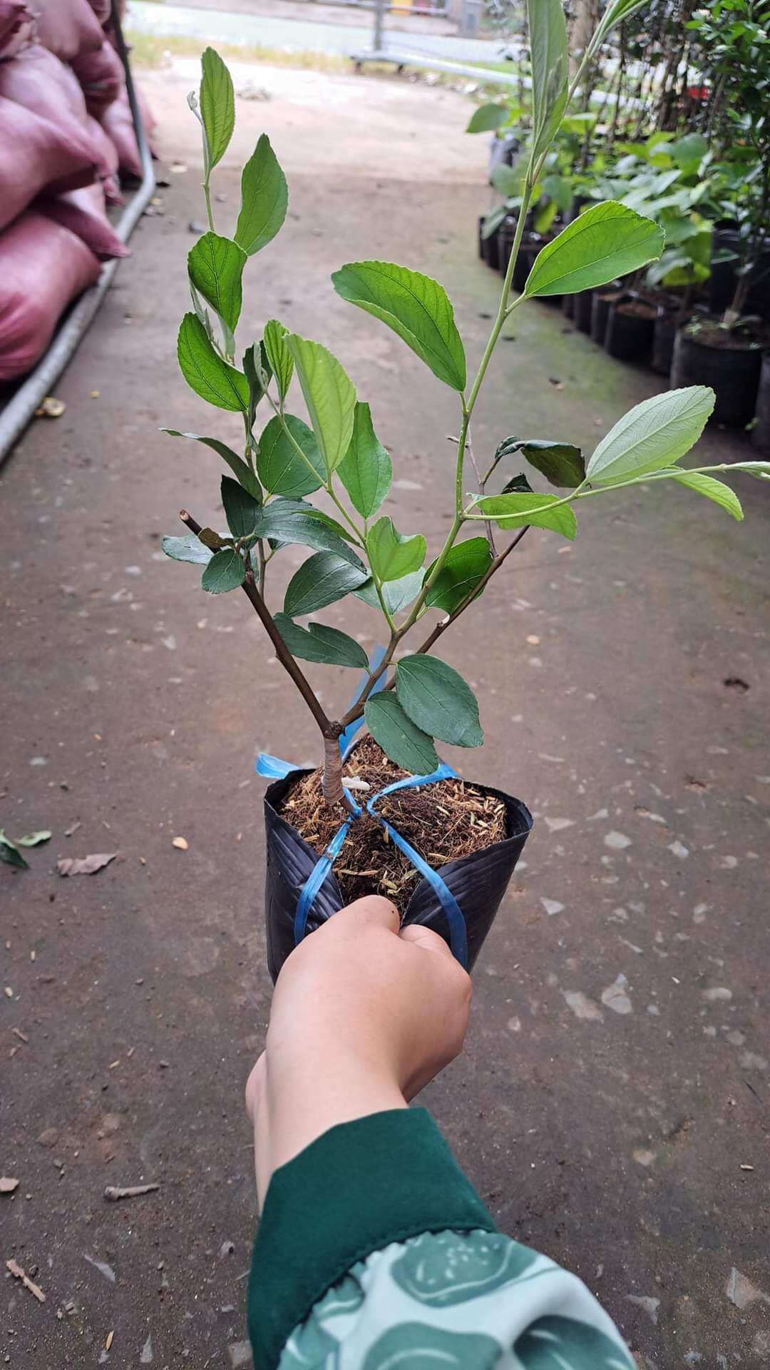 ( CÂY GIỐNG) 1 cây táo thái