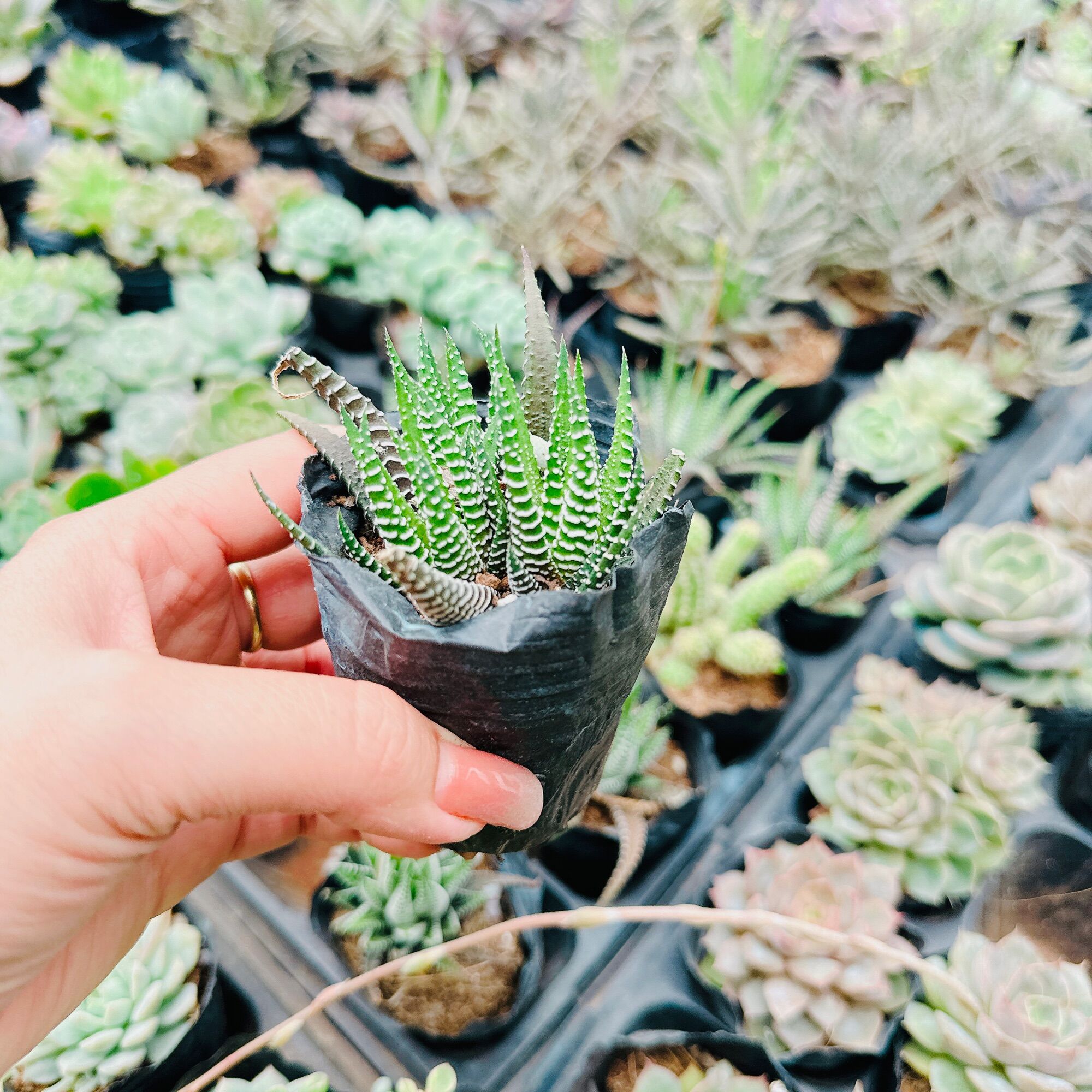 Xương rồng móng rồng size bầu 3-5cm xuất vườn Đà Lạt