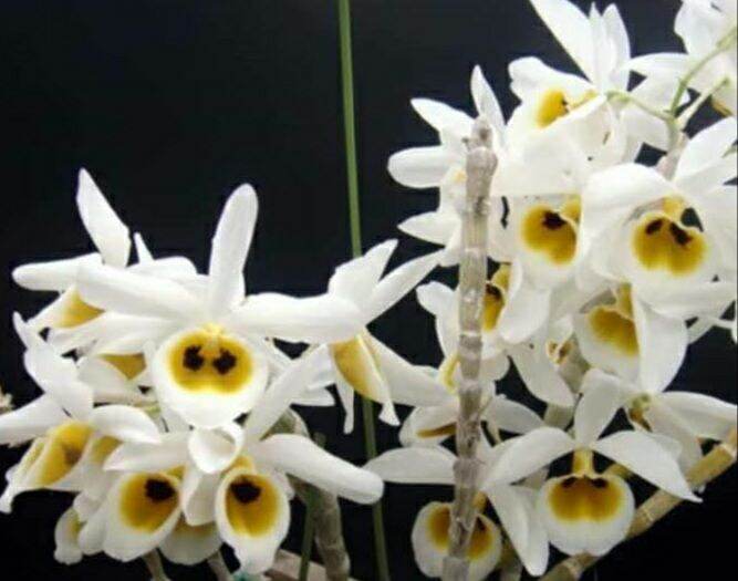 Dendrobium Bensoniae ( Phật ngọc) combo 3 cây giống khỏe mạnh, hoa siêu đẹp, thơm.
