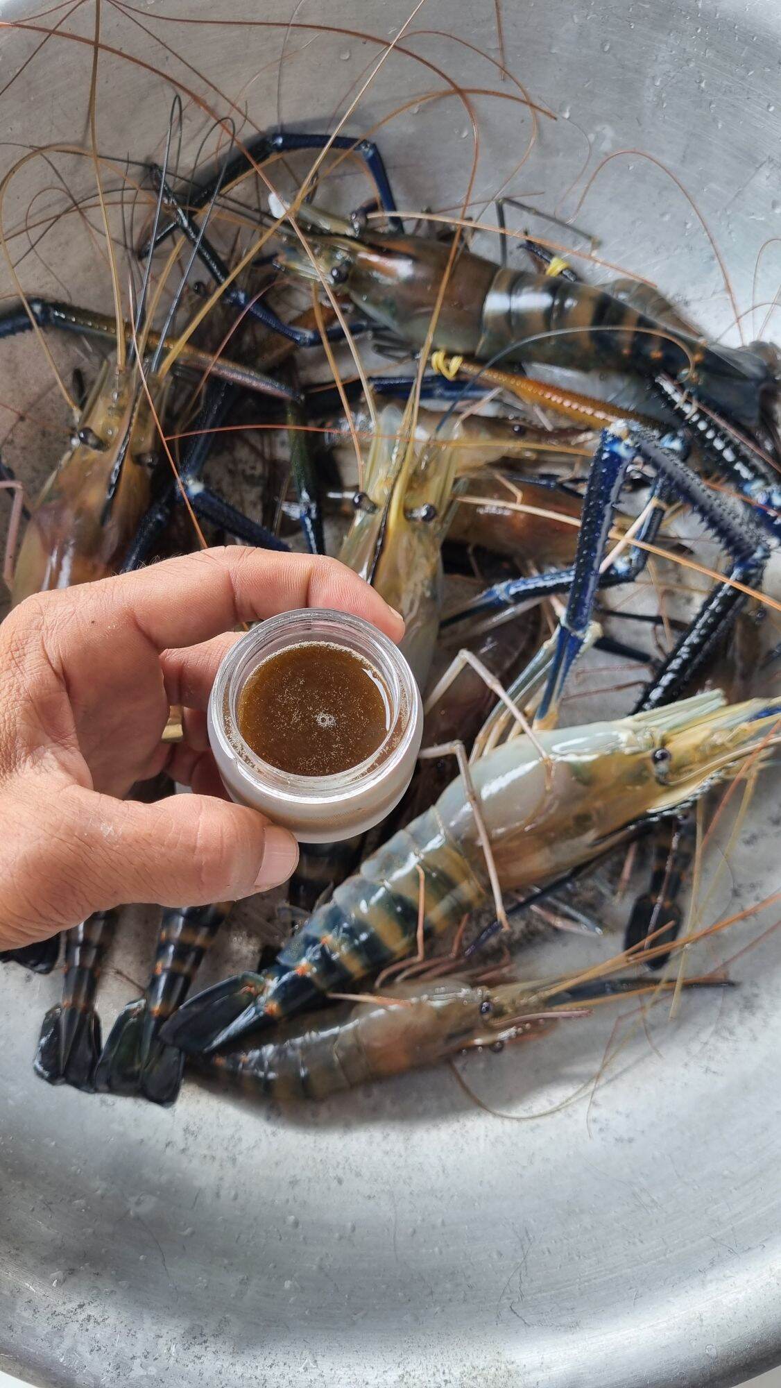 TINH MÙI CÂU TÔM CÀNG XANH 30ml