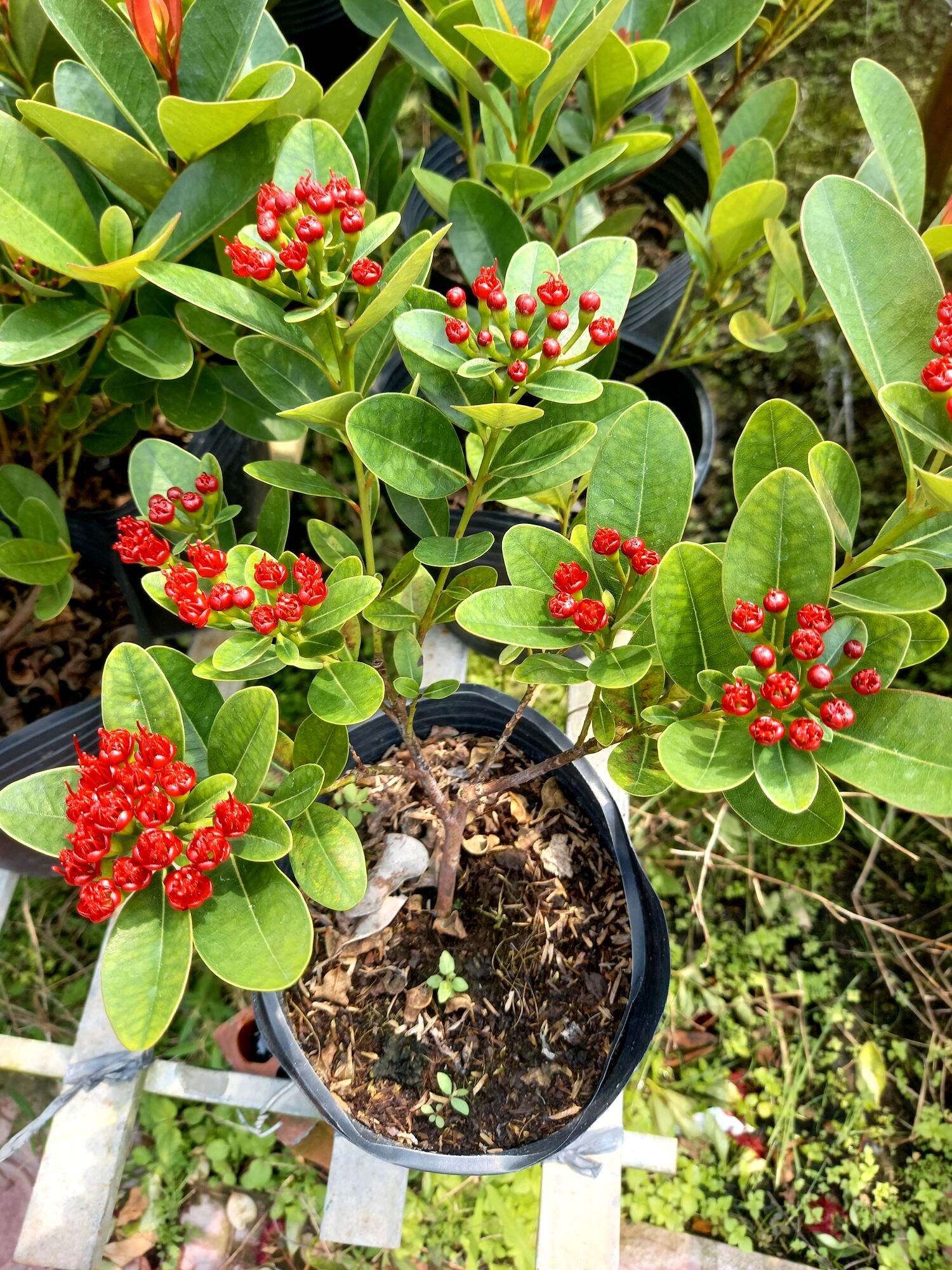 cây mai thái đỏ đậm