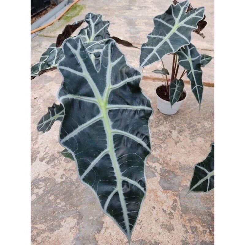Chậu Môn Quan Âm Alocasia Amazonica-chậu lớn, size lá trên 30cm