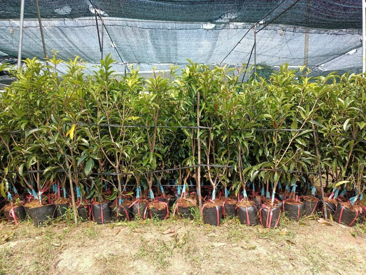 Cây Giống Sapo Mexico