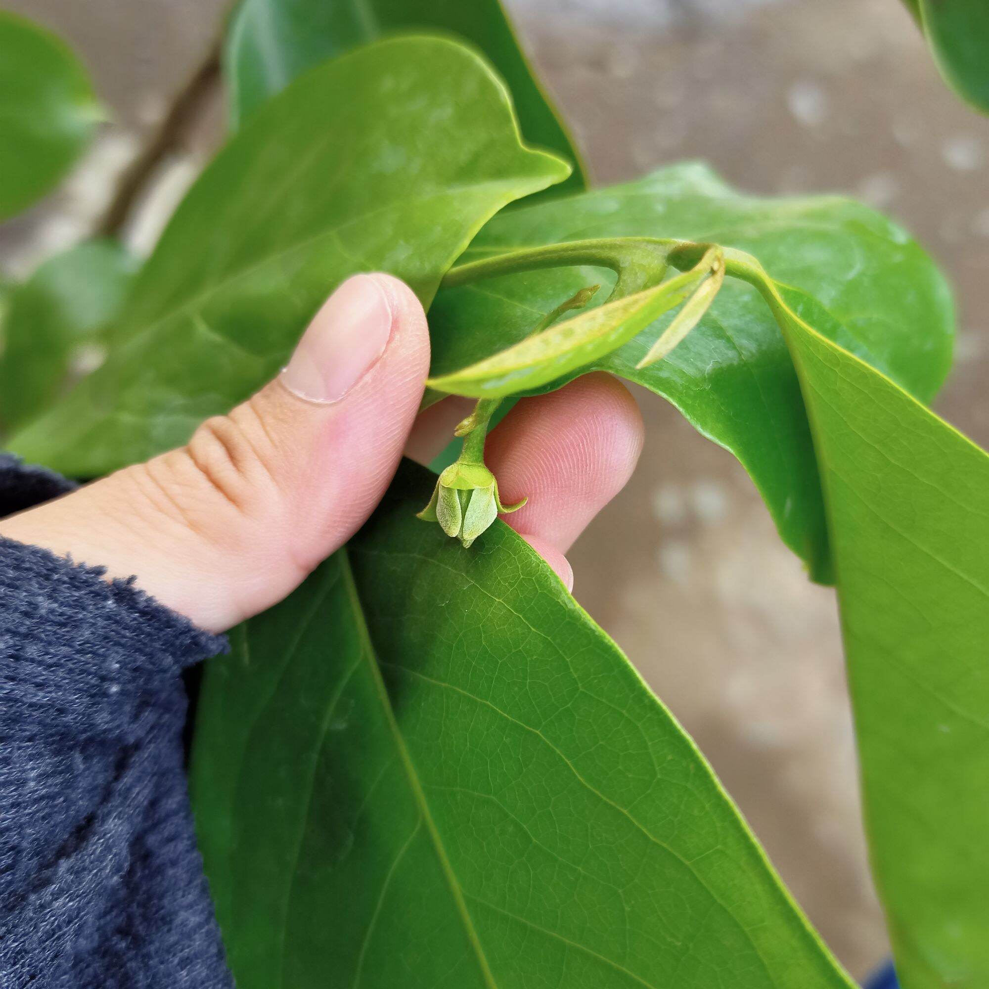 Chậu cây hoa dẻ