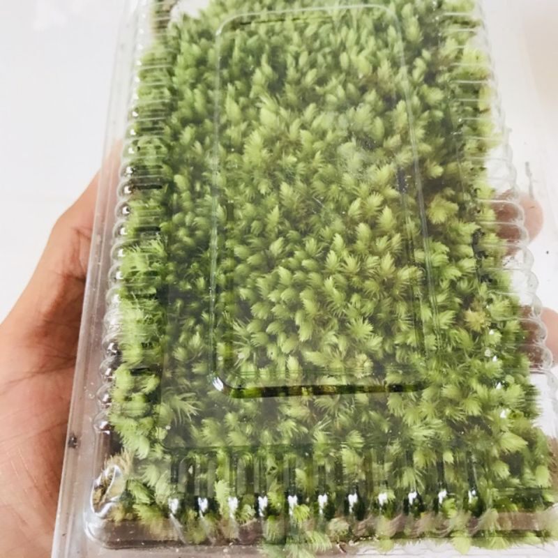 Rêu Cushion Moss
