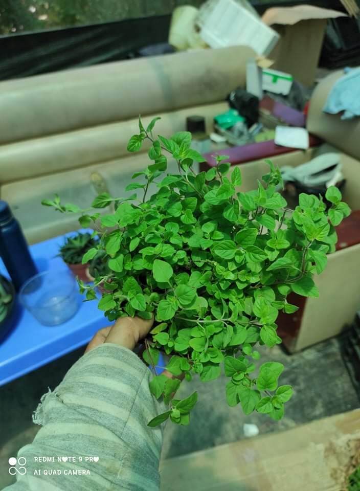 Cây Kinh giới dại ( Oregano)