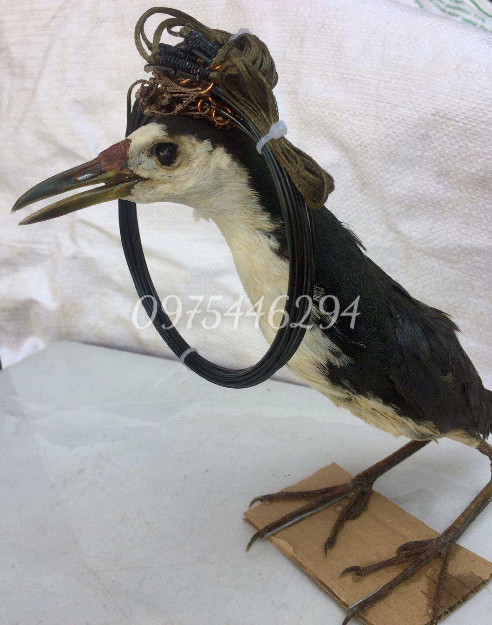 combo 1 thòng dây bẫy quốc+ 1 quốc giả