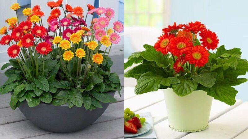 Hạt Hoa Đồng Tiền(1 gói 100 hạt)