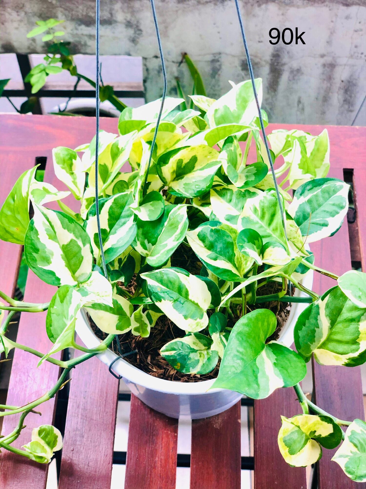 Chậu trầu bà cẩm thạch, trầu bà sữa treo