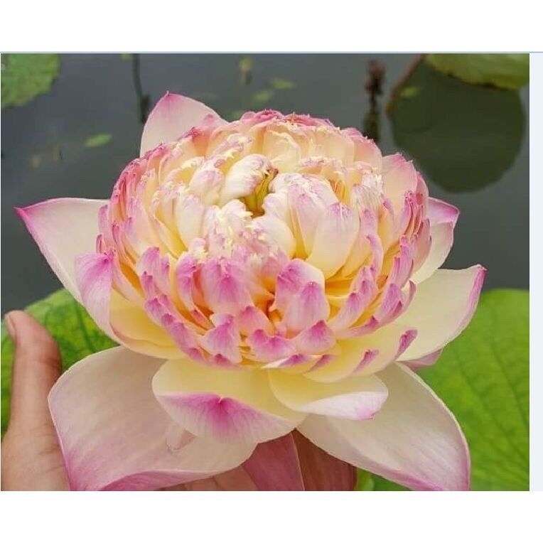 Hạt Sen Bách Diệp Trăm Cánh sỉ 1k(gói 10 hạt)