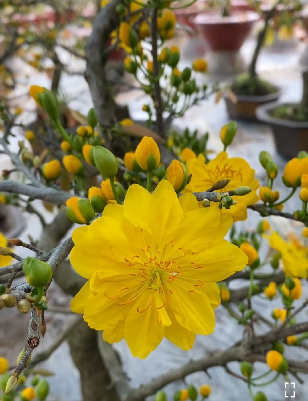 BONSAI MAI ĐẠI LỘC, ĐẾ ĐẸP, (VƯỜN NGHỈ TẾT, MÙNG 8 BÁN LẠI)