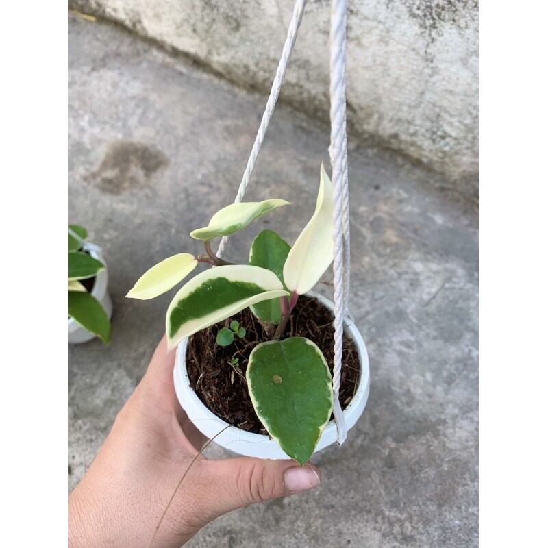 Cẩm cù lá cẩm thạch giống