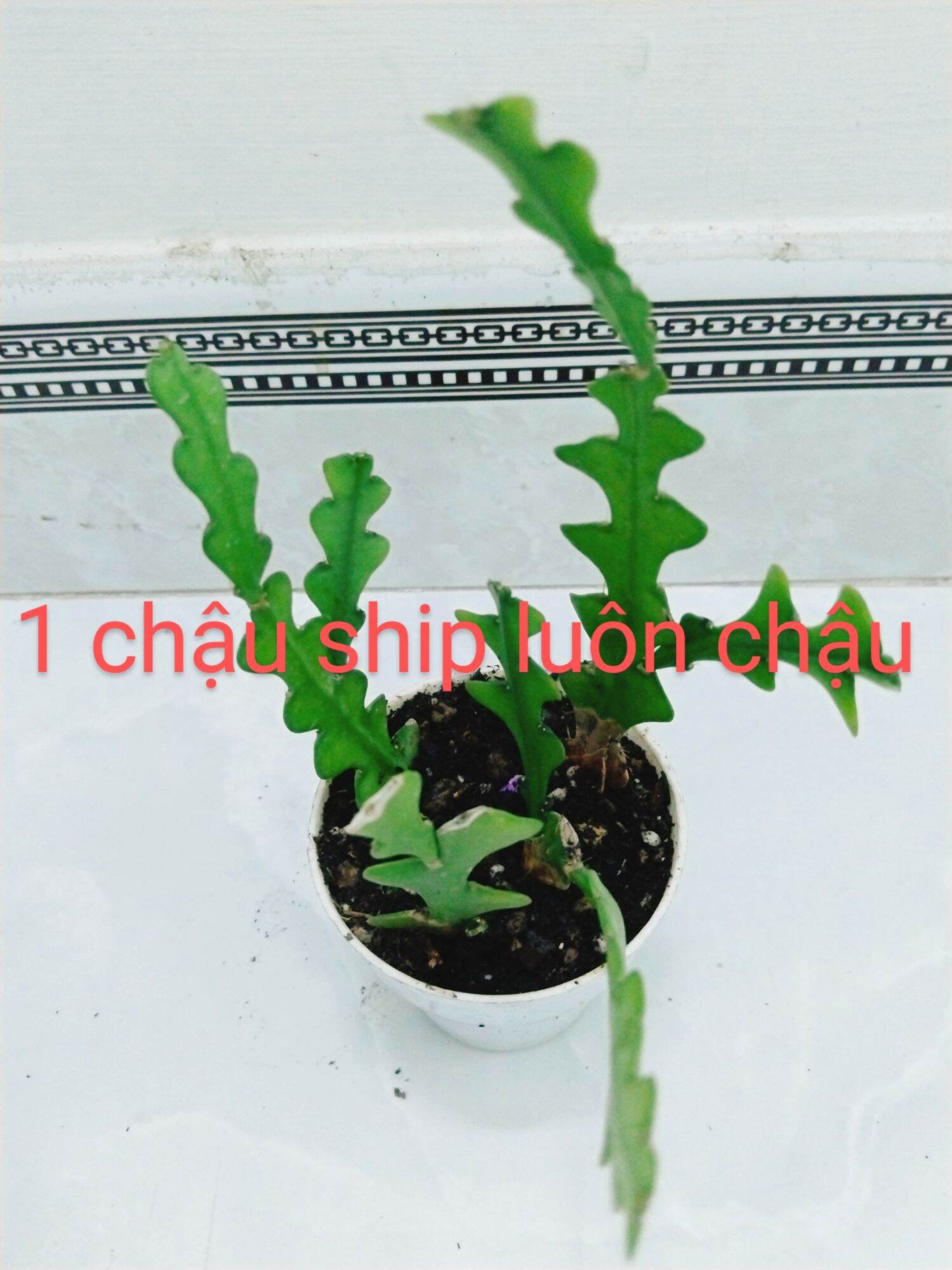 Cây Quỳnh Xương cá Mexico
